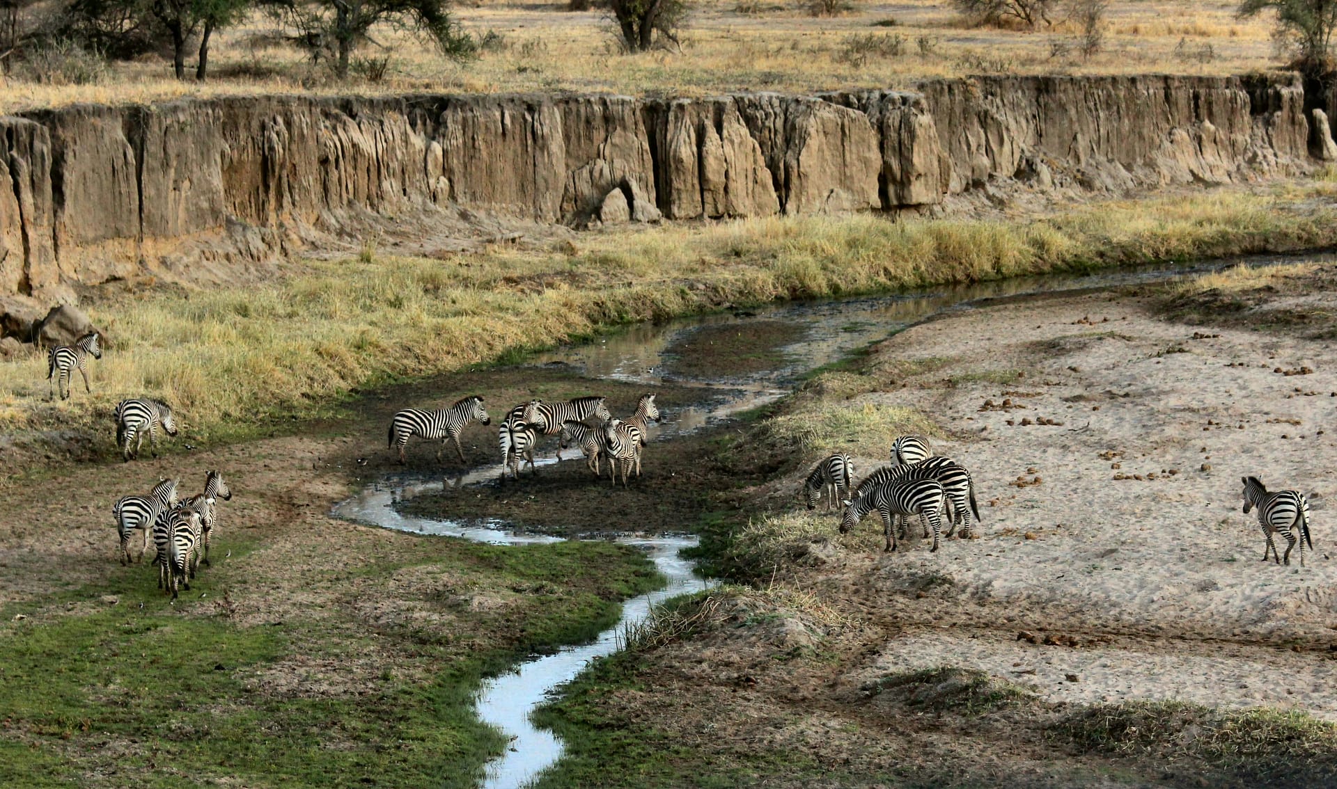 Safari