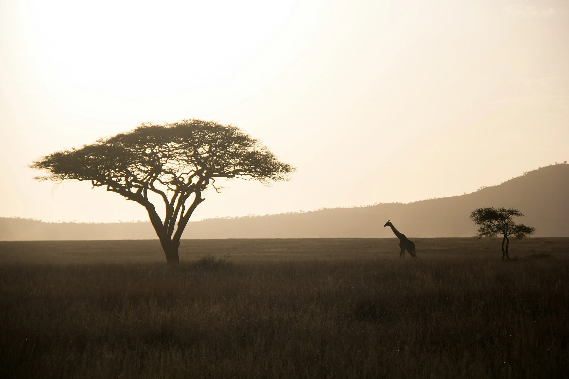 Safari
