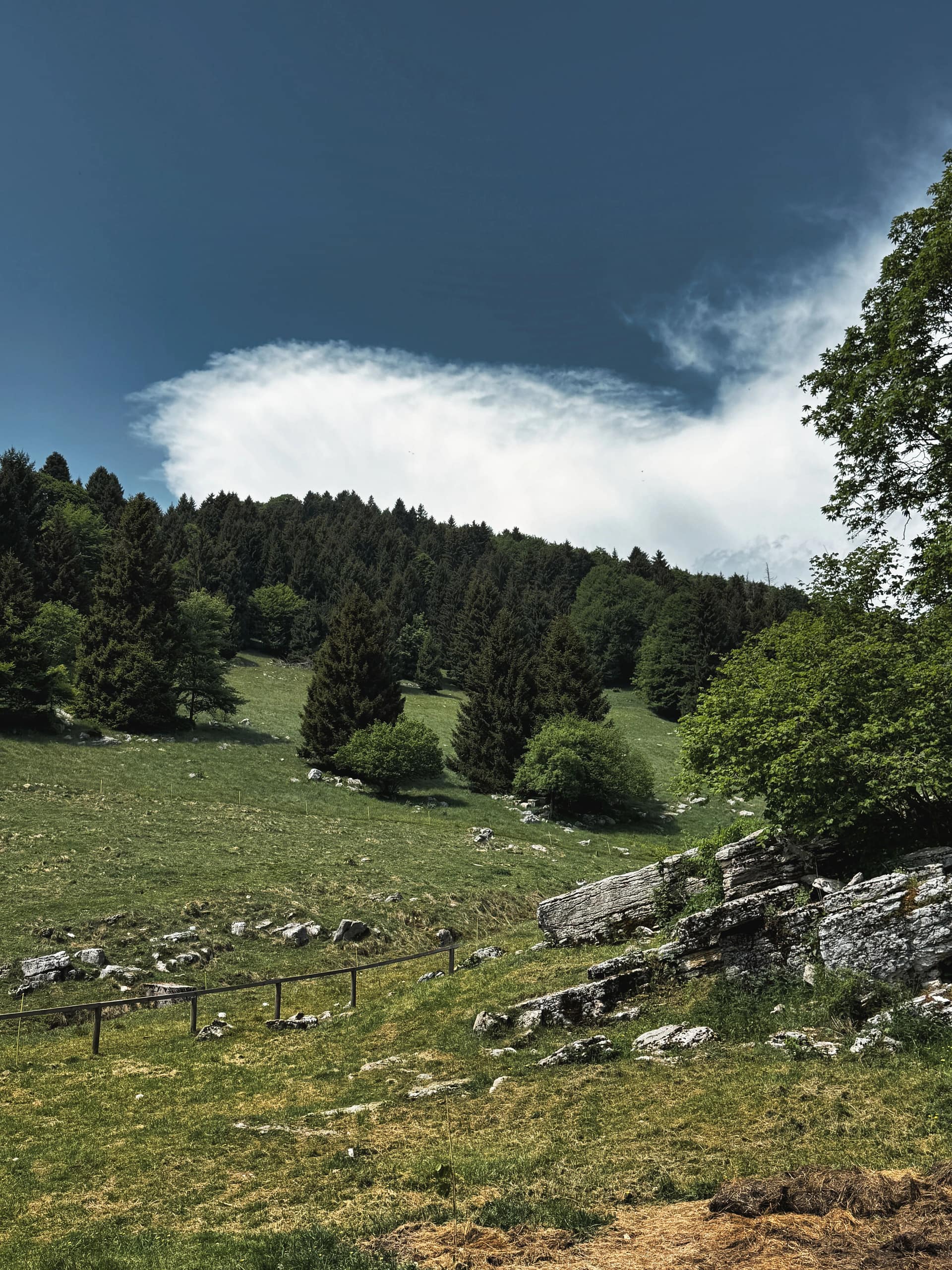 Malga Derocon: api, natura e sentieri in Lessinia 3 Malga Derocon 13