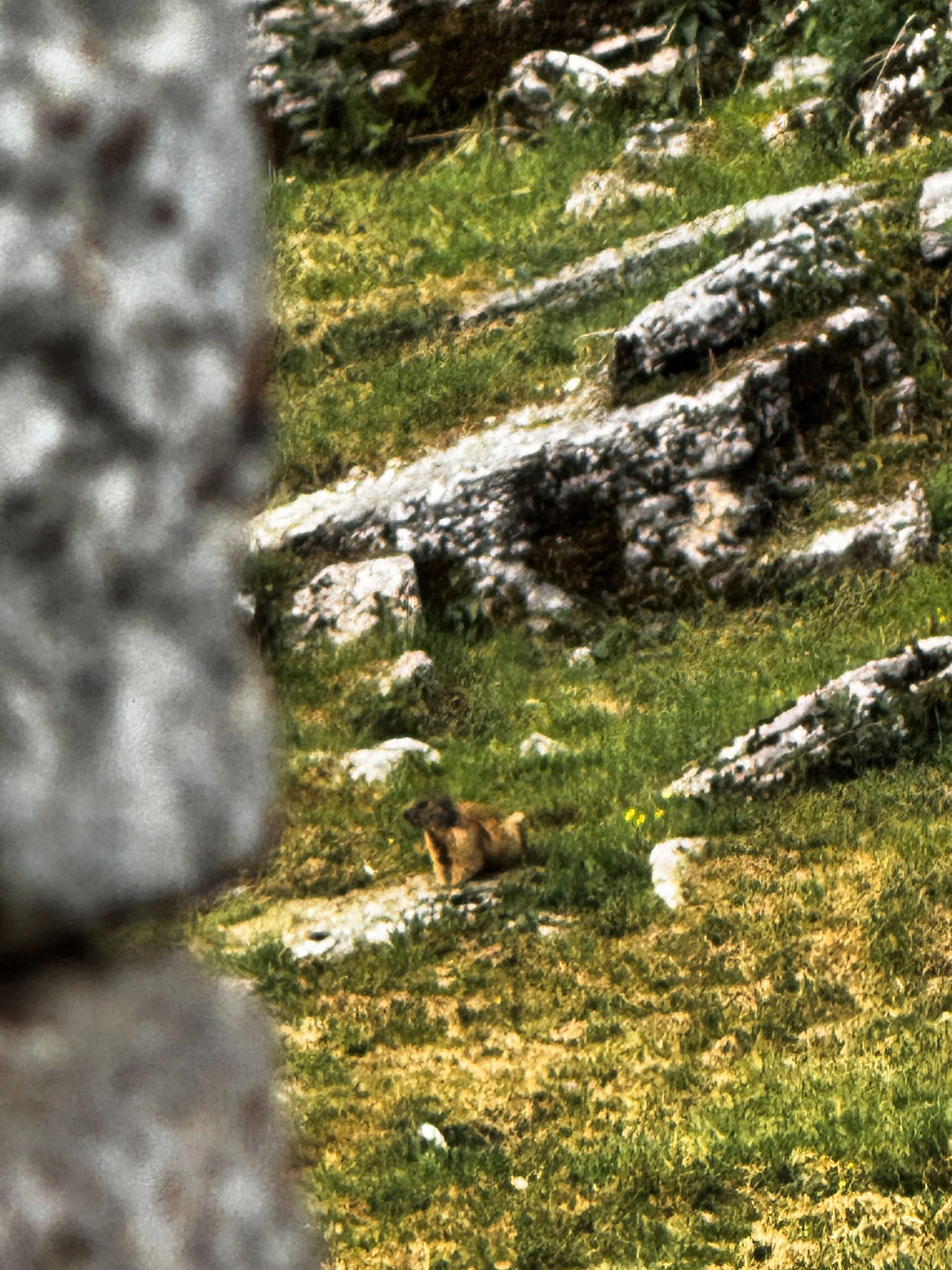 Malga Derocon: api, natura e sentieri in Lessinia 8 Malga Derocon 5