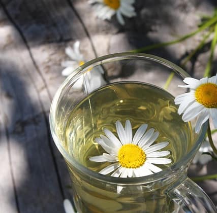 chamomile 6369071 640