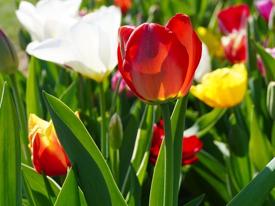 Tulipani in Veneto