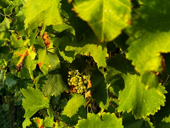 Tenuta Gambalonga 4 scaled