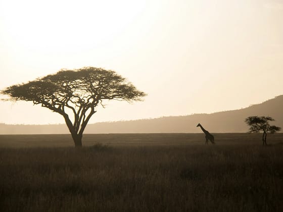 Safari
