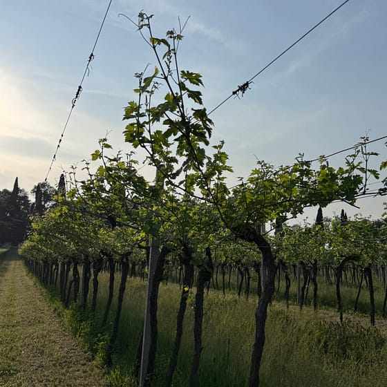 La Pesenata tra vigne biodiversita e vino naturale sulle colline del Lago di Garda 19 scaled