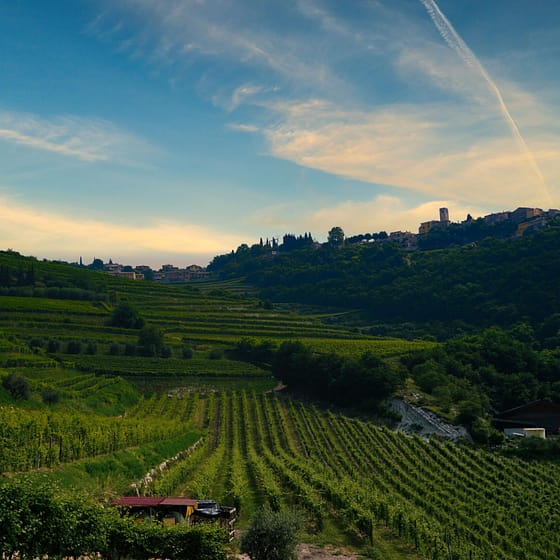 Azienda Agricola Boscaini Carlo 10 scaled