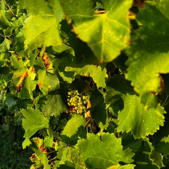 Tenuta Gambalonga 4 scaled