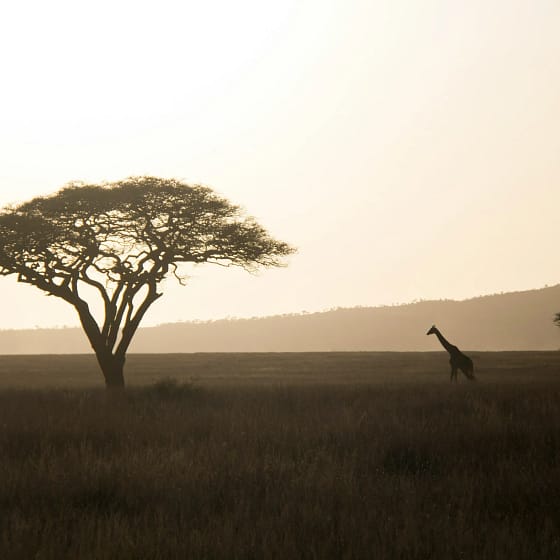 Safari