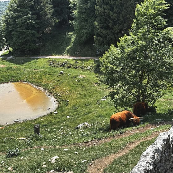 Malga Derocon