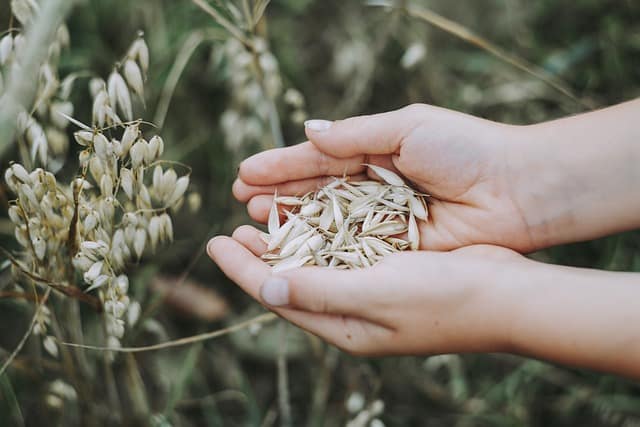Un'alternativa al latte: la bevanda di avena 1 Un'Alternativa al Latte: La Bevanda di Avena