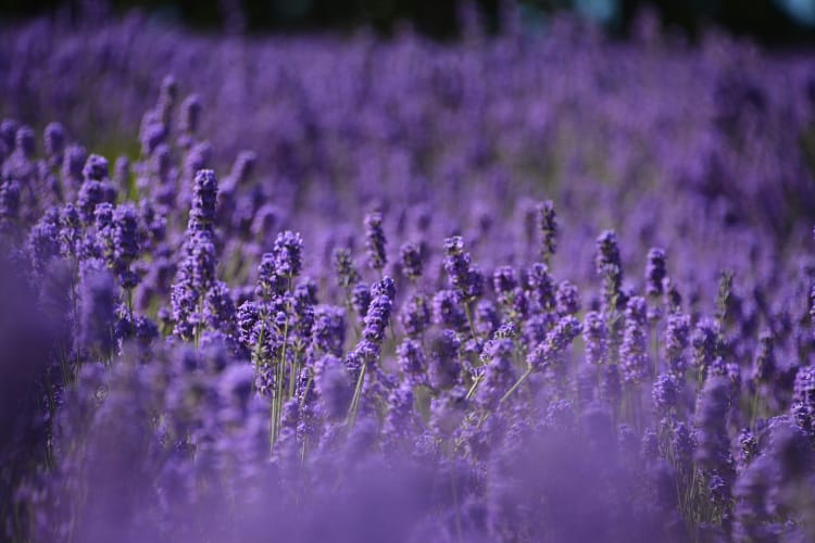 Lavanda in Veneto