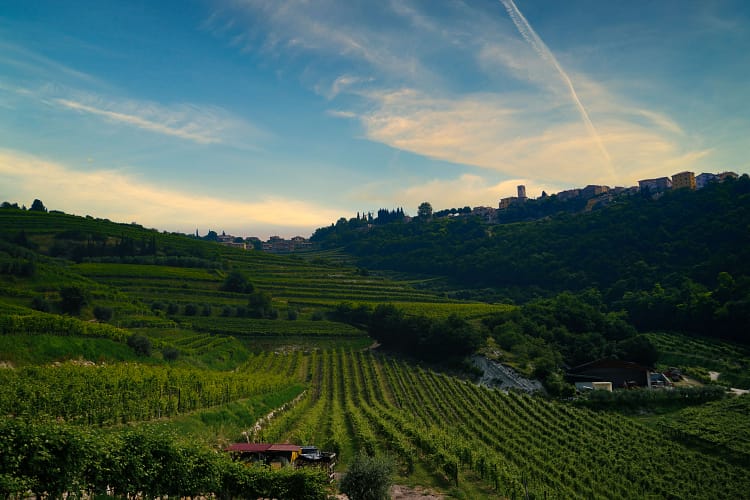 Azienda Agricola Boscaini Carlo: Vini di Eccellenza nella Valpolicella Classica 10 Azienda Agricola Boscaini Carlo 10