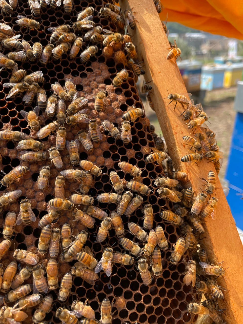 Apiario Urbano Lucarno, una piccola oasi urbana a Genova - World Bee Day 2 Apiario Urbano Lucarno, una piccola oasi urbana a Genova