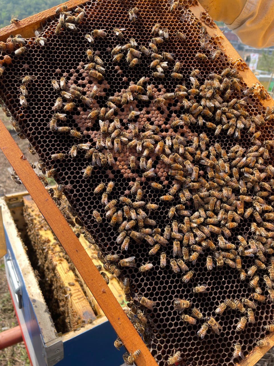 Apiario Urbano Lucarno, una piccola oasi urbana a Genova - World Bee Day 7 Sì possono davvero allevare le api in città?