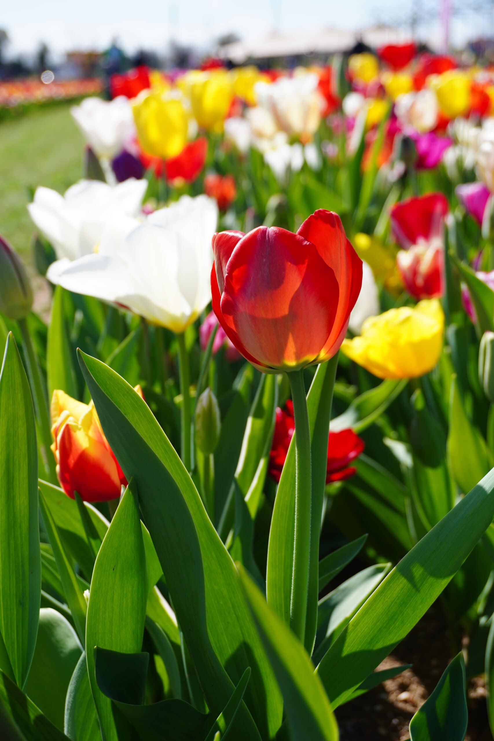 Tulipani in Veneto